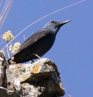 Monticole bleu 
&copy; Ren� Dumoulin