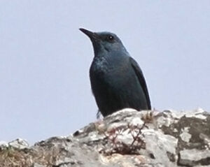 Monticole bleu 
&copy; Ren� Dumoulin