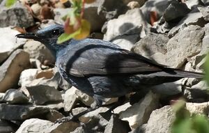 Monticole bleu 
&copy; Ren� Dumoulin