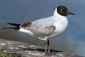 Black-headed Gull 
&copy; Ren� Dumoulin