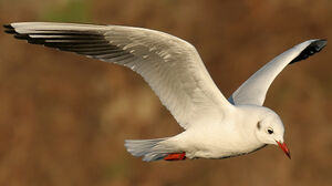 Mouette rieuse