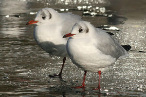 Black-headed Gull 
&copy; Ren� Dumoulin