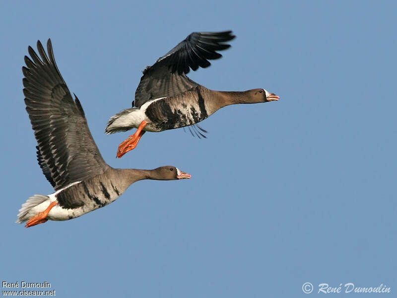 Greater White-fronted Gooseadult, Flight