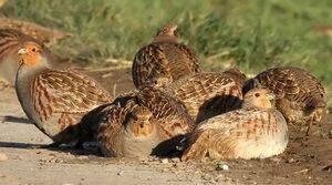 Grey Partridge 
&copy; Ren� Dumoulin
