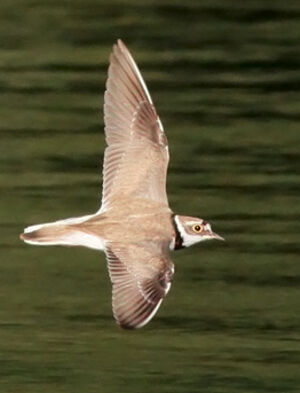 Little Ringed Plover