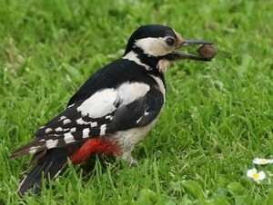 Great Spotted Woodpecker