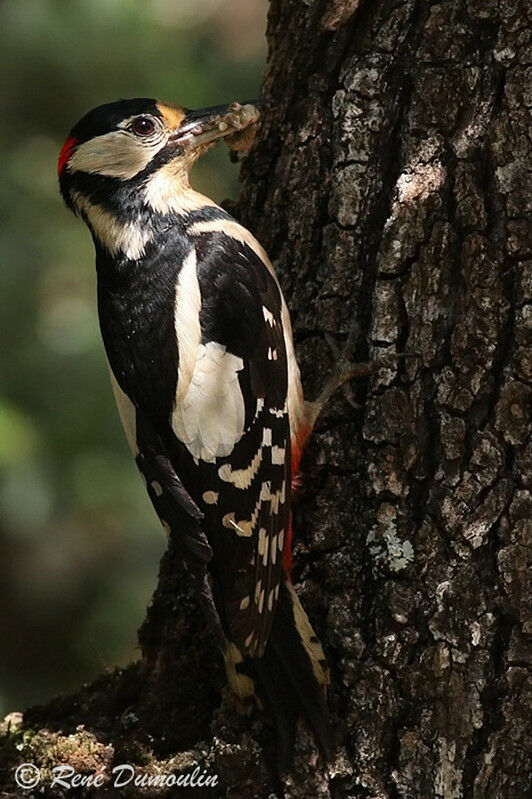 Great Spotted Woodpecker male adult, feeding habits, Reproduction-nesting