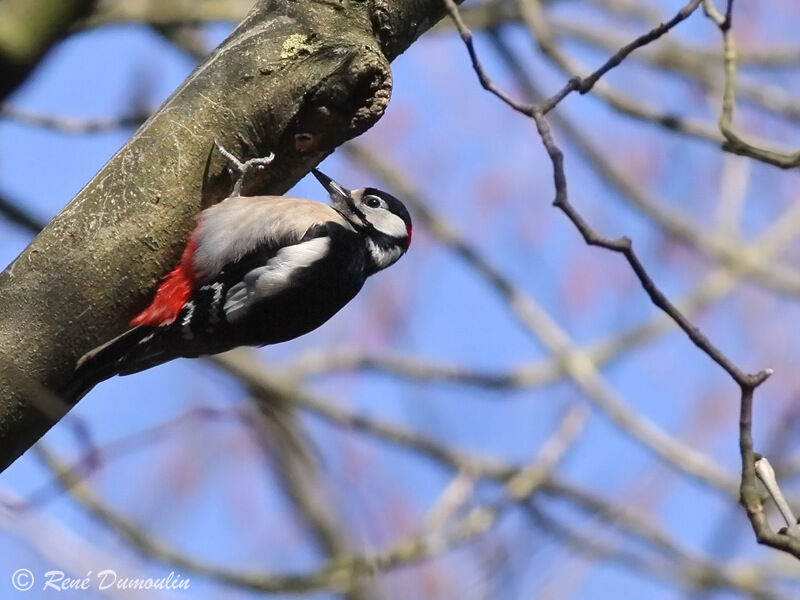 Great Spotted Woodpecker male adult, identification