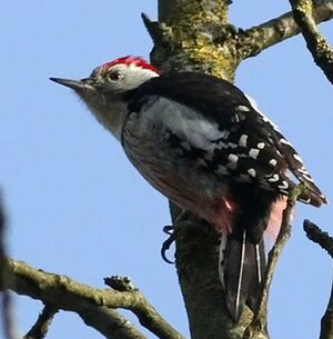 Middle Spotted Woodpecker 
&copy; Ren� Dumoulin