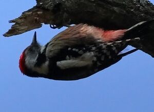 Middle Spotted Woodpecker 
&copy; Ren� Dumoulin