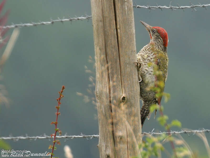 European Green Woodpecker male juvenile