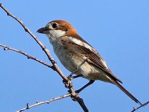 Woodchat Shrike