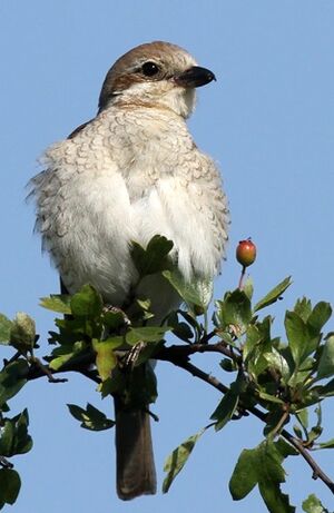 Red-backed Shrike 
&copy; Ren� Dumoulin