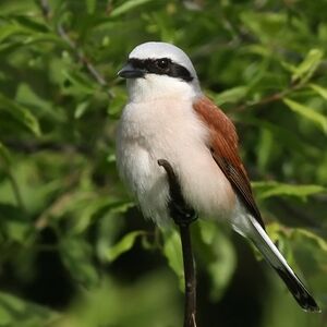 Red-backed Shrike 
&copy; Ren� Dumoulin