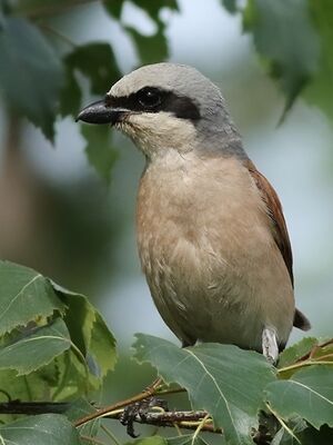 Red-backed Shrike 
&copy; Ren� Dumoulin