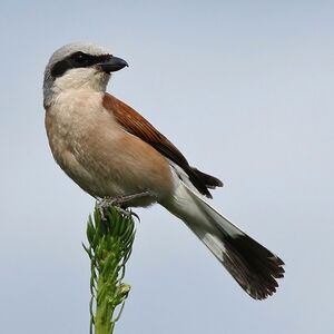 Red-backed Shrike 
&copy; Ren� Dumoulin
