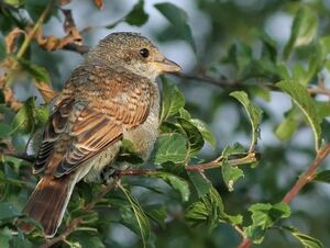 Red-backed Shrike 
&copy; Ren� Dumoulin