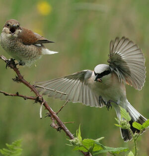 Red-backed Shrike 
&copy; Ren� Dumoulin