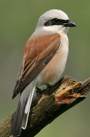 Red-backed Shrike 
&copy; Ren� Dumoulin