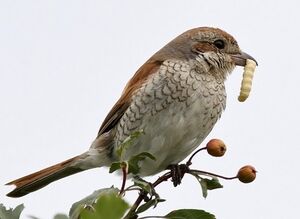 Red-backed Shrike 
&copy; Ren� Dumoulin