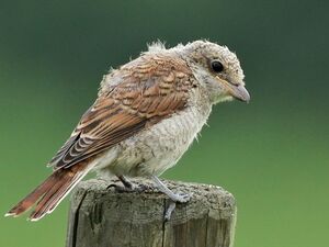 Red-backed Shrike 
&copy; Ren� Dumoulin