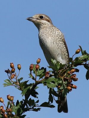 Red-backed Shrike 
&copy; Ren� Dumoulin