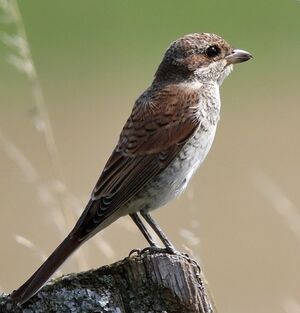 Red-backed Shrike 
&copy; Ren� Dumoulin