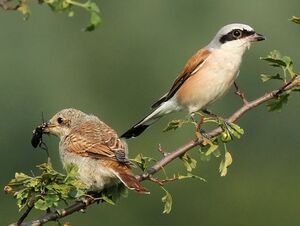 Red-backed Shrike 
&copy; Ren� Dumoulin