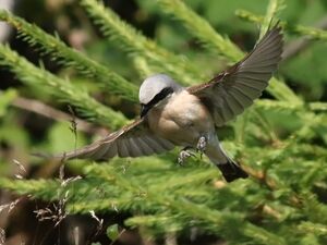 Red-backed Shrike 
&copy; Ren� Dumoulin