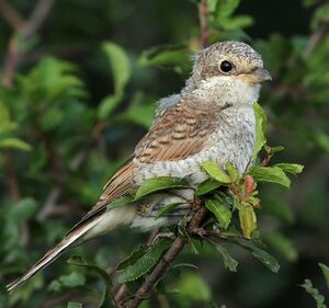 Red-backed Shrike 
&copy; Ren� Dumoulin