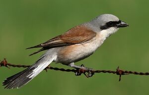 Red-backed Shrike 
&copy; Ren� Dumoulin
