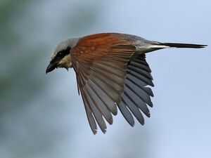 Red-backed Shrike 
&copy; Ren� Dumoulin