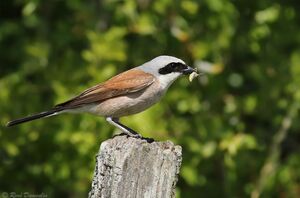 Red-backed Shrike 
&copy; Ren� Dumoulin