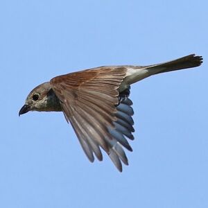 Red-backed Shrike 
&copy; Ren� Dumoulin