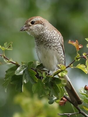 Red-backed Shrike 
&copy; Ren� Dumoulin