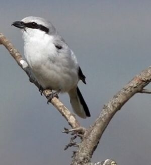 Great Grey Shrike 
&copy; Ren� Dumoulin