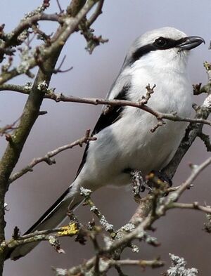 Great Grey Shrike 
&copy; Ren� Dumoulin