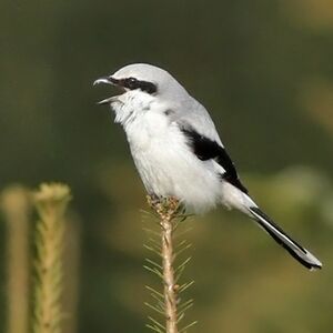 Great Grey Shrike 
&copy; Ren� Dumoulin