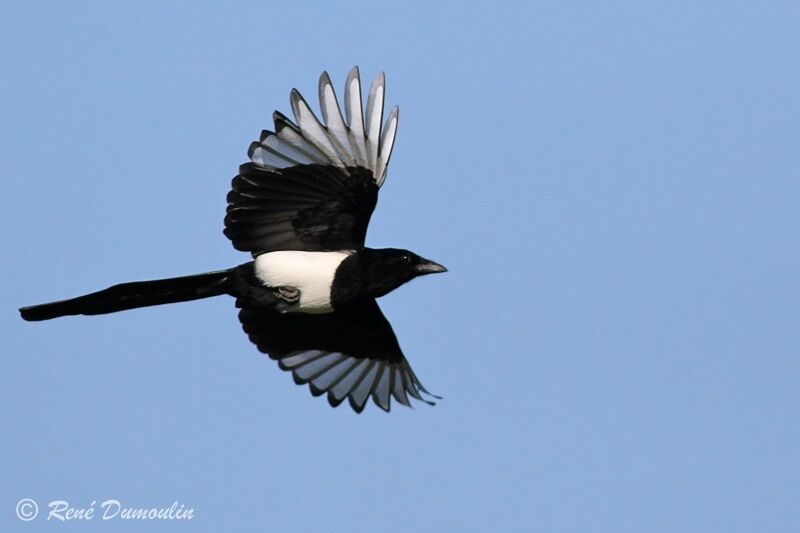 Eurasian Magpie