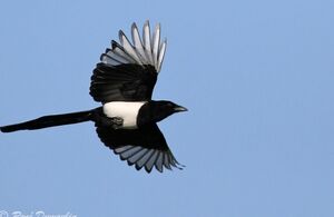 Pie bavarde 
&copy; Ren� Dumoulin