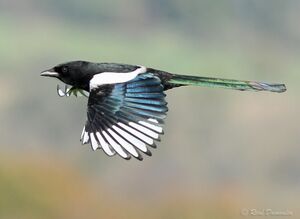 Pie bavarde 
&copy; Ren� Dumoulin