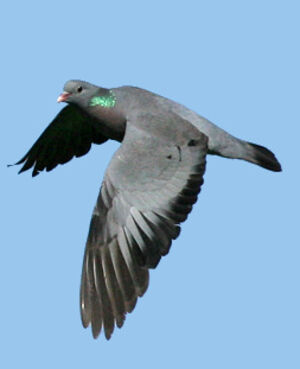 Pigeon colombin 
&copy; Ren� Dumoulin