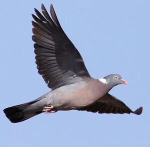 Pigeon ramier