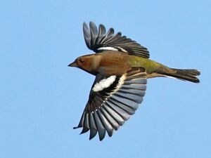 Common Chaffinch