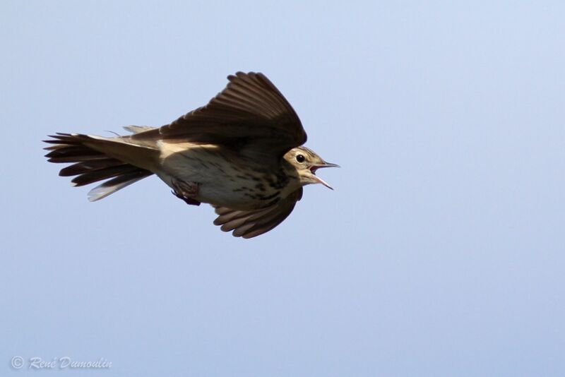 Tree Pipit male adult, identification, Flight, courting display, song