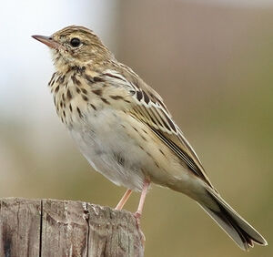 Pipit des arbres