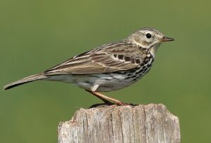Pipit farlouse