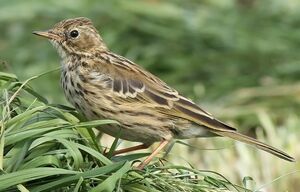 Pipit farlouse