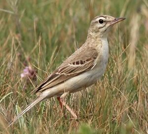 Pipit rousseline
