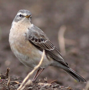 Water Pipit